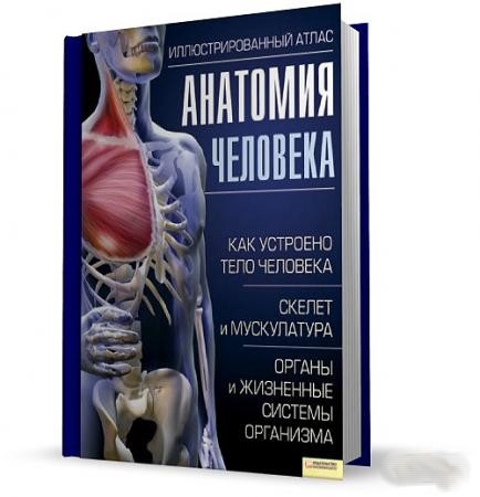 Строение человека анатомия